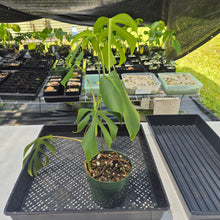 Load image into Gallery viewer, Monstera Sierrana Hawaii Clone, Exact Plant Ships Nationwide
