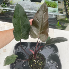 Load image into Gallery viewer, Philodendron Dark Lord exact plant, Fedex 2day*
