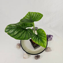 Load image into Gallery viewer, Philodendron Mamei, Exact Plant Ships Nationwide