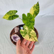 Load image into Gallery viewer, Alocasia Gageana Aurea Variegated 4" pot, Fedex 2 day*