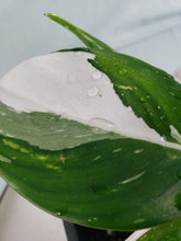 Load image into Gallery viewer, White Princess, Exact Plant, double plant, variegated Philodendron