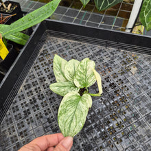 Load image into Gallery viewer, Scindapsus Moonlight Marble, Exact Plant Variegated Ships Nationwide