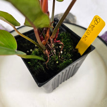 Load image into Gallery viewer, Philodendron Florida Bronze 4" pot, Fedex 2day*