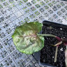 Load image into Gallery viewer, Syngonium Strawberry Ice Variegated 4" pot, Fedex 2day*