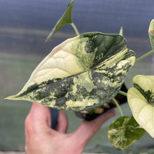 Load image into Gallery viewer, Alocasia Dragon Scale Albo Variegated exact plant, Fedex 2day*