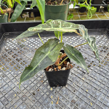 Load image into Gallery viewer, Alocasia polly snowflake pink variegated, Exact Plant Ships Nationwide.