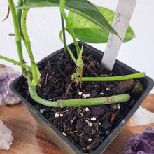 Load image into Gallery viewer, Epipremnum Pinnatum Tricolor Mint Variegated 4" pot, ships nationwide