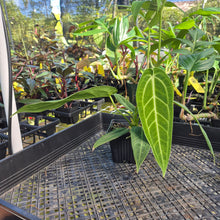 Load image into Gallery viewer, Anthurium Warocqueanum, Queen, Exact Plant Ships Nationwide