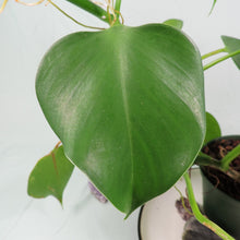 Load image into Gallery viewer, Philodendron Microstictum. Shipped Nationwide