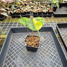 Load image into Gallery viewer, Alocasia Stingray aurea variegated exact plant, Fedex 2day*