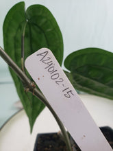 Load image into Gallery viewer, SP Limon, exact plant, Anthurium, ships nationwide