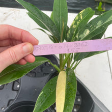 Load image into Gallery viewer, Philodendron Wend Imbe Variegated exact plant, Fedex 2day*
