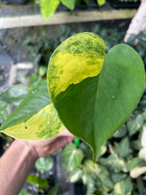Load image into Gallery viewer, Monstera Deliciosa Aurea variegated 2.5" pot 2DayAir