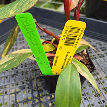Load image into Gallery viewer, Philodendron Strawberry Shake, Exact Plant Variegated Ships Nationwide