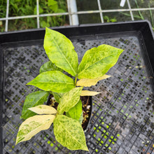 Load image into Gallery viewer, Zamioculcas Zamiifolia Wild Form ZZ, Exact Plant Variegated