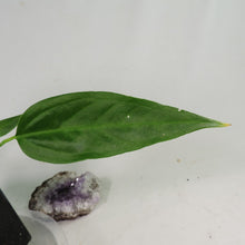 Load image into Gallery viewer, Anthurium Spectabile, small, ships nationwide