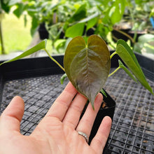 Load image into Gallery viewer, Anthurium Red Beauty 2.5" Pot, Fedex 2 day*