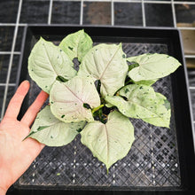 Load image into Gallery viewer, Syngonium Green Splash, Exact Plant Variegated Ships Nationwide