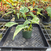 Load image into Gallery viewer, Philodendron Giganteum, Exact Plant Variegated Ships Nationwide