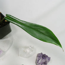 Load image into Gallery viewer, Philodendron Joepii, 2.5” pot, Fedex 2 day*