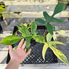 Load image into Gallery viewer, Philodendron Florida Beauty, Exact Plant Variegated 2 growth points