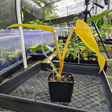 Load image into Gallery viewer, Philodendron Goldiana, Exact Plant Ships Nationwide