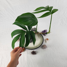 Load image into Gallery viewer, Rhaphidophora Decursiva, Exact Plant Dragon Tail Ships Nationwide