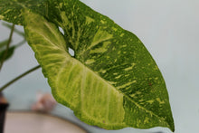 Load image into Gallery viewer, Variegated Syngonium Panda Exact Plant