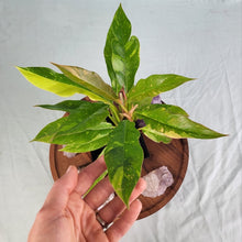 Load image into Gallery viewer, Philodendron Ring Of Fire Variegated 4" pot, Fedex 2day*