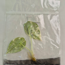 Load image into Gallery viewer, Alocasia Black Velvet Pink variegated tissue culture 2DayAir