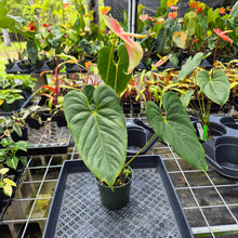 Load image into Gallery viewer, Anthurium Anuenue Obake Bicolor pink/green Fedex 2day