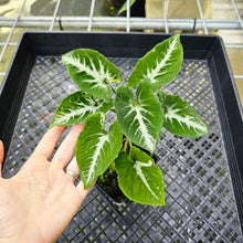 Load image into Gallery viewer, Syngonium Scrambled Eggs, Exact Plant Variegated