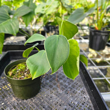 Load image into Gallery viewer, Philodendron Rugosum, Exact Plant