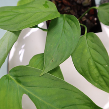 Load image into Gallery viewer, Monstera adansonii Laniata Shipped Nationwide