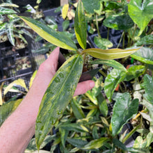 Load image into Gallery viewer, Philodendron Caramel Marble variegated 2.5" pot, FedEx 2day*