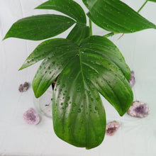 Load image into Gallery viewer, Rhaphidophora Decursiva, Dragon Tail. no shipping: ca,az,tx,la