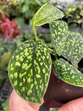 Load image into Gallery viewer, Scindapsus Snake Scale 2.5" pot, Fedex 2day*