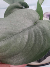 Load image into Gallery viewer, Silver Hero, exact plant, Scindapsus, ships nationwide