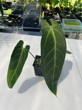 Load image into Gallery viewer, Anthurium Cirinoi, Exact Plant Ships Nationwide