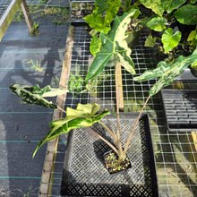 Load image into Gallery viewer, Alocasia Sarian albo variegated exact plant, Fedex 2day*