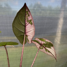 Load image into Gallery viewer, Alocasia Yucatan Princess Pink variegated exact plant, Fedex 2day*