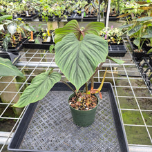Load image into Gallery viewer, Philodendron Plowmanii exact plant, Fedex 2day*