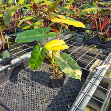 Load image into Gallery viewer, Philodendron Burle Marx, Exact Plant Variegated Ships Nationwide