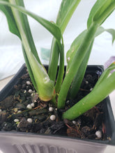 Load image into Gallery viewer, Philodendron Acutifolium, Exact Plant