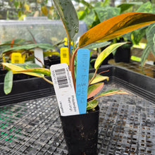 Load image into Gallery viewer, Philodendron Red Congo, Exact Plant Variegated Ships Nationwide