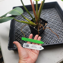 Load image into Gallery viewer, Philodendron Sagittifolium, Tuxtlanum Rubra, Exact Plant Ships Nationwide