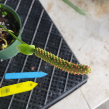 Load image into Gallery viewer, Anthurium Bakeri, Exact Plant Ships Nationwide