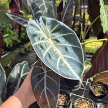 Load image into Gallery viewer, Alocasia Longiloba Grandis x Sanderiana 'Mark Campbell' 4" pot, Fedex 2day*