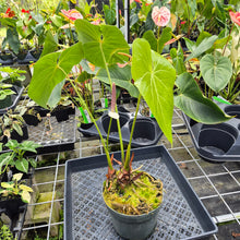 Load image into Gallery viewer, Anthurium Faustomirandae, Faustino'S Giant, Exact Plant Ships Nationwide