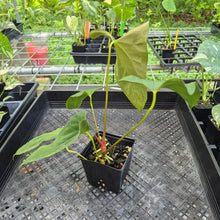 Load image into Gallery viewer, Anthurium Papillilaminum Fort Sherman X Ralph Lynam, Exact Plant Ships Nationwide